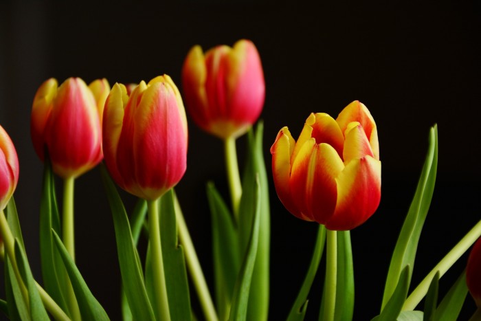 tulips 2048324 1920