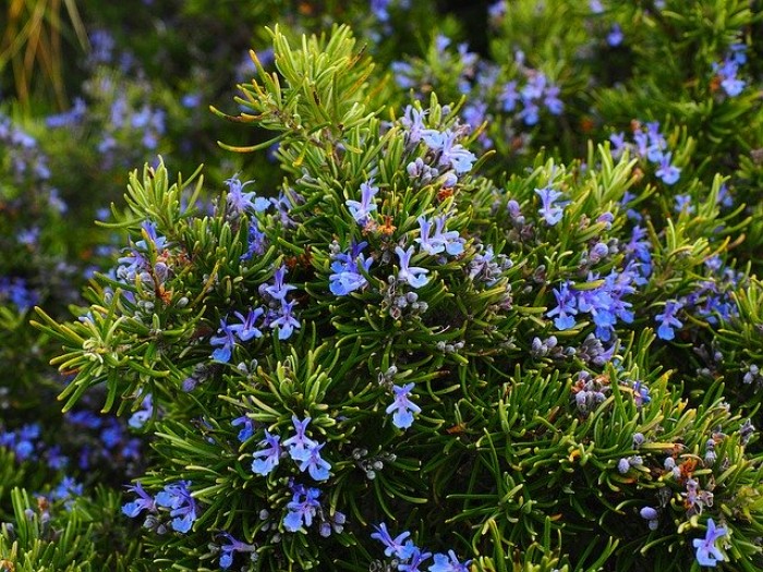 rosemary 1090419 641