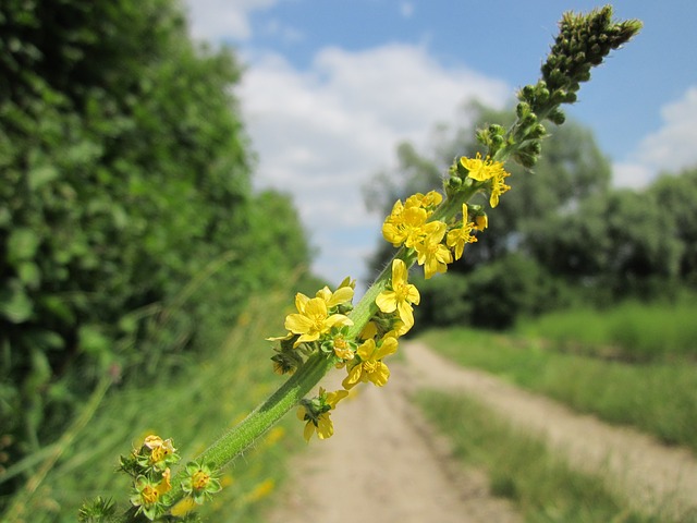 agrimonia eupatoria 848711 640