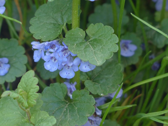 ground ivy 116264 640