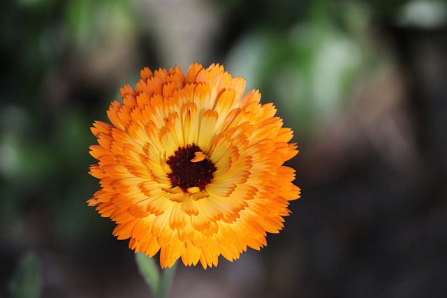 marigold 5240029 640