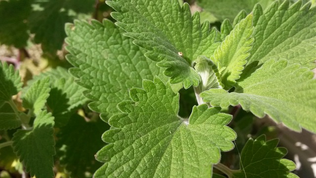 nepeta cataria 718387 640