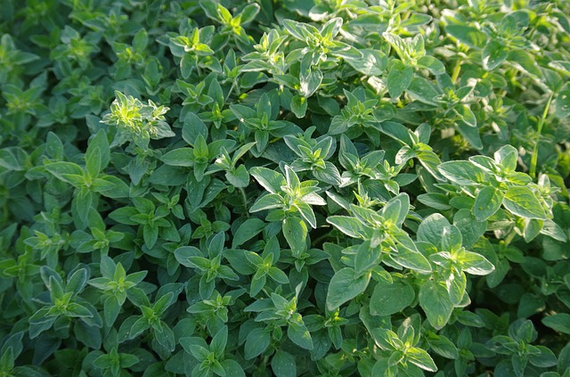 origanum 1007434 640