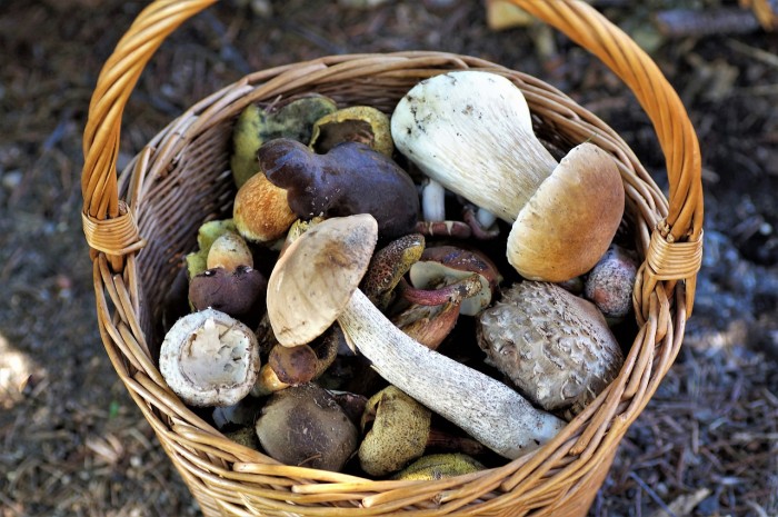 basket of mushrooms 4439653 1280