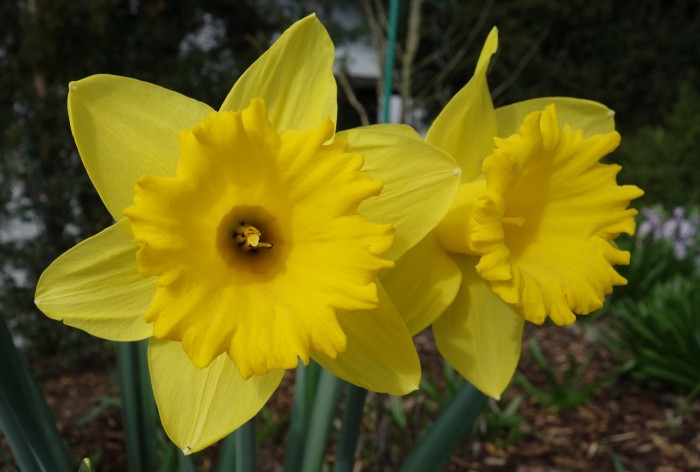 daffodil 4943533 1280