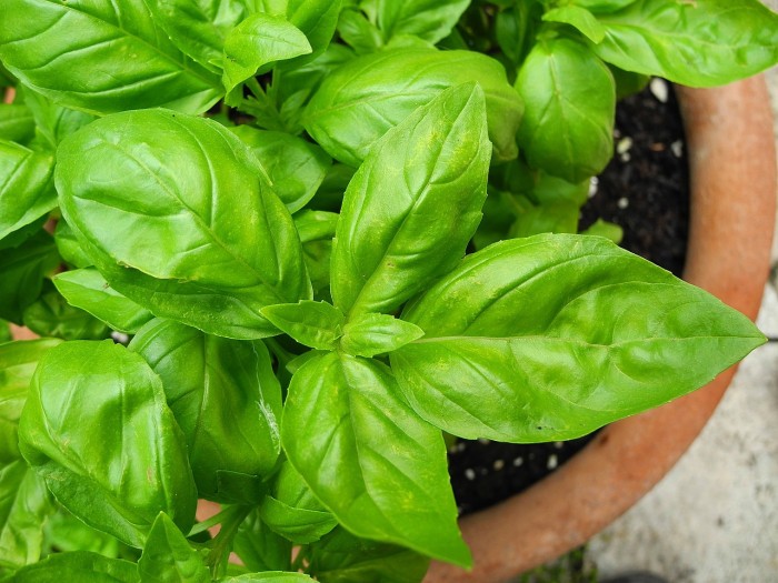 basil 2395060 1280