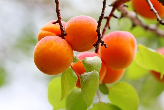 apricots 6396518 1920