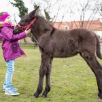 Ostermarkt 2018 SKB Astrid Knie 4