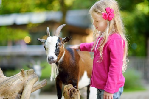 bigstock Cute Little Girl Petting And F 291657196