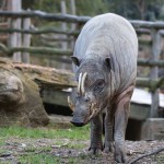 babirusa