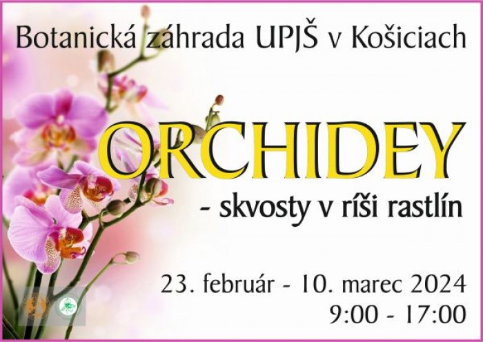 orchidey 2024