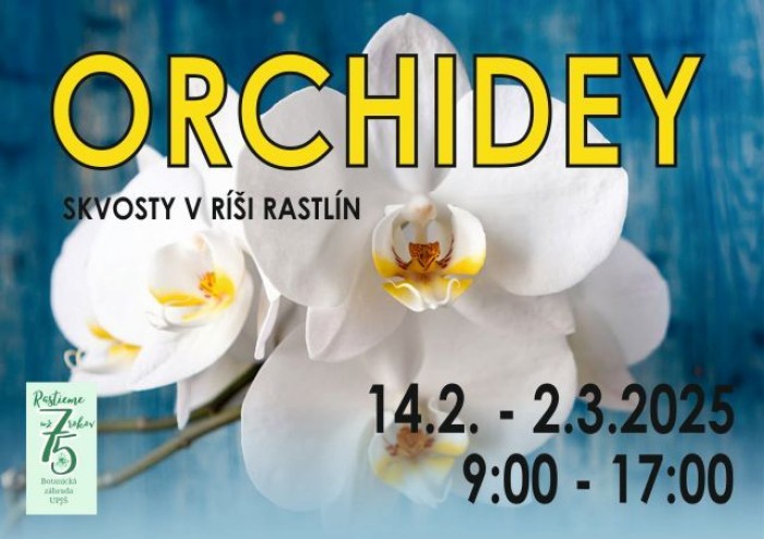 l vystava orchidei